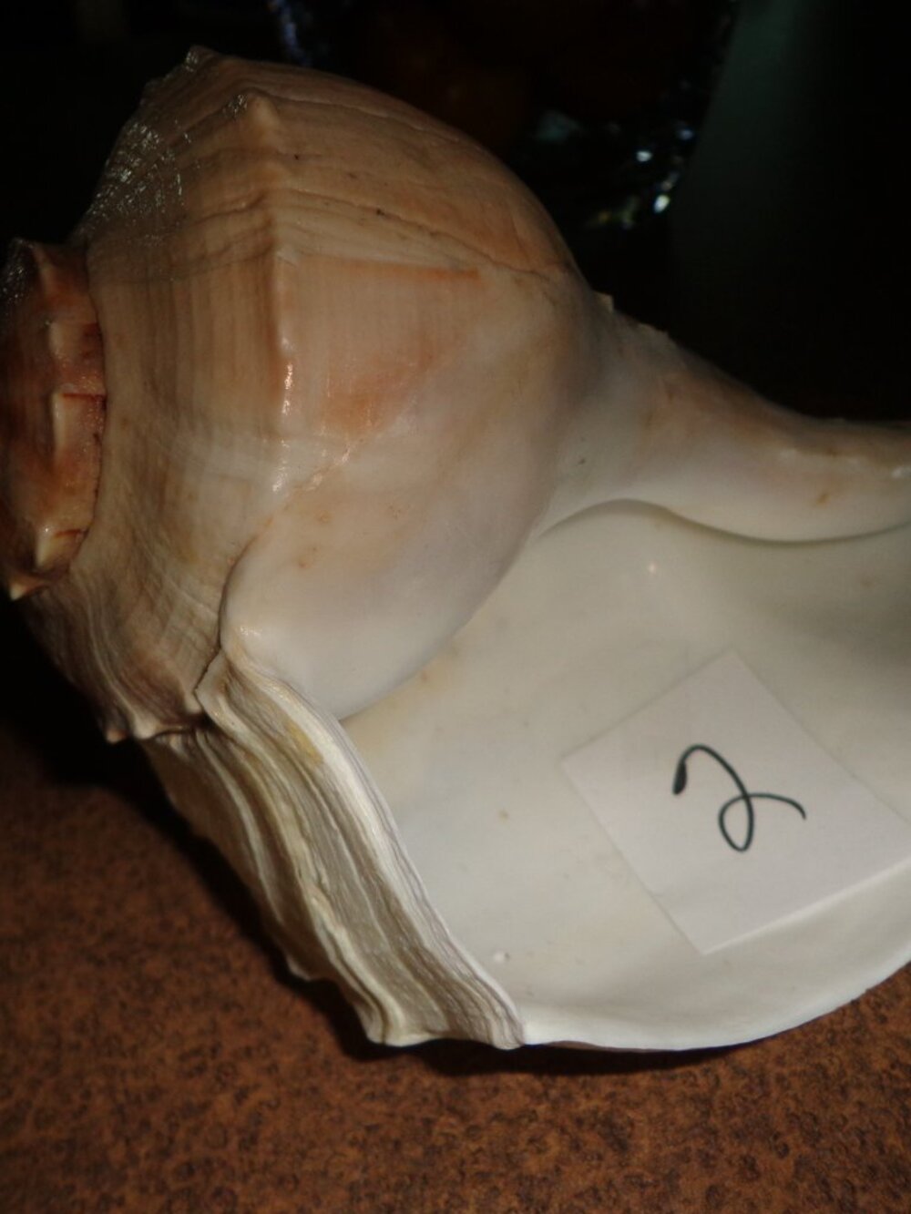 Sea Shell Lightning Whelk 11" L. Nature's Beauty